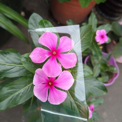 Bom preço. Placa de PC de fabricação de policarbonato transparente de 1 mm para óptica ou impressão de camada única de 1 mm on-line